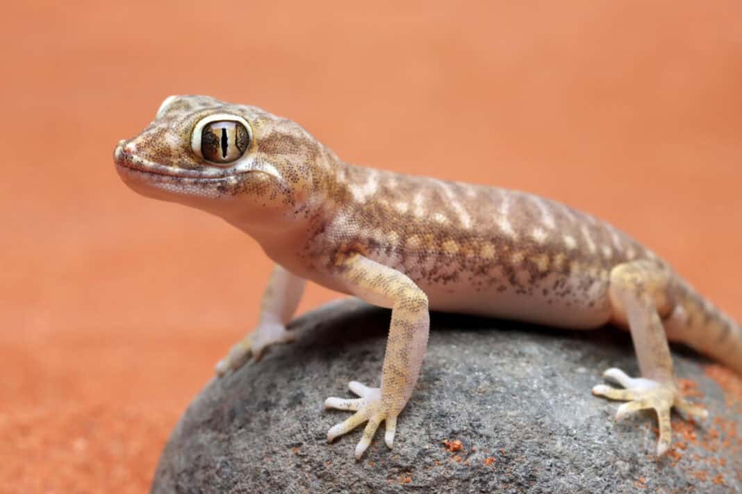 photo-of-gecko-on-rock-with-sand-in-background