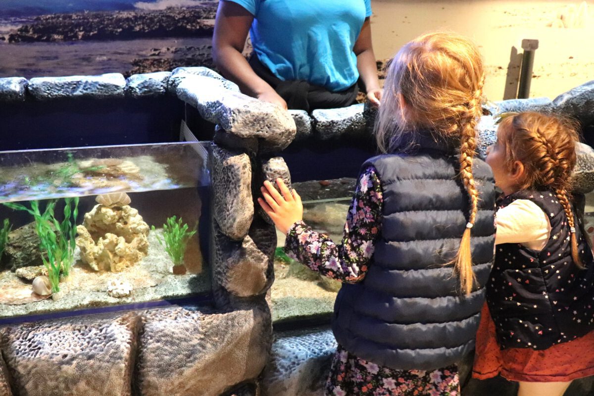 Kids-learning-about-sea-creatures-in-aquariums-from-SEALIFE-Scheveningen-The-Hague-staff