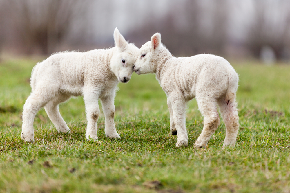 Lambs-playing-in-a-zoo-in-texel