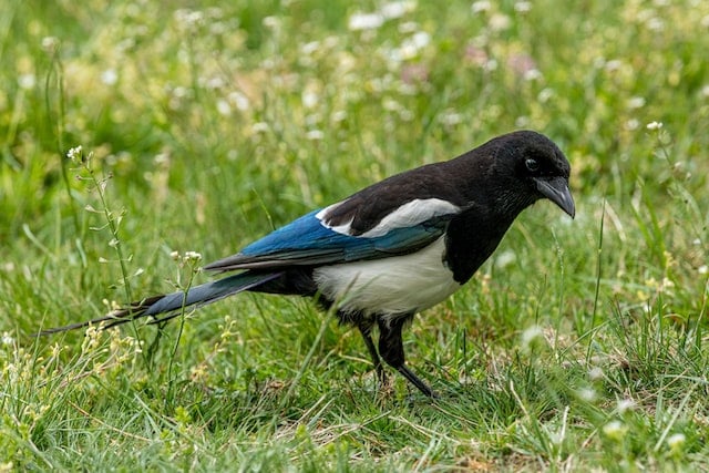 magpie with blue feathers standing on grass