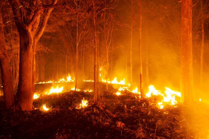 Photo of a forest fire at night.