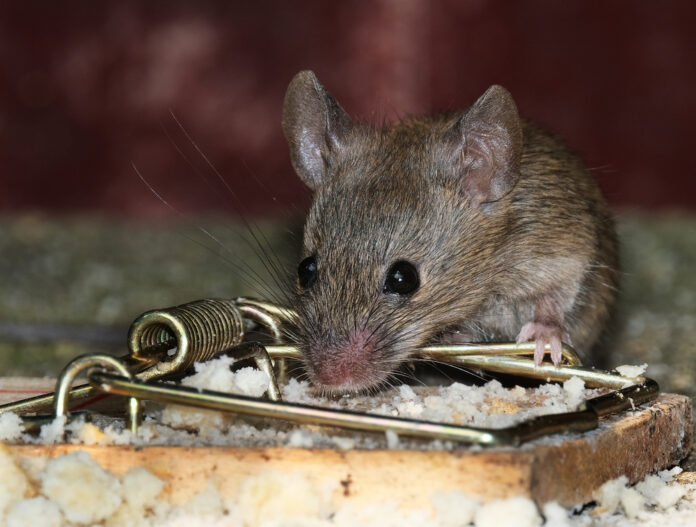 Why are there so many mice in the Netherlands? DutchReview