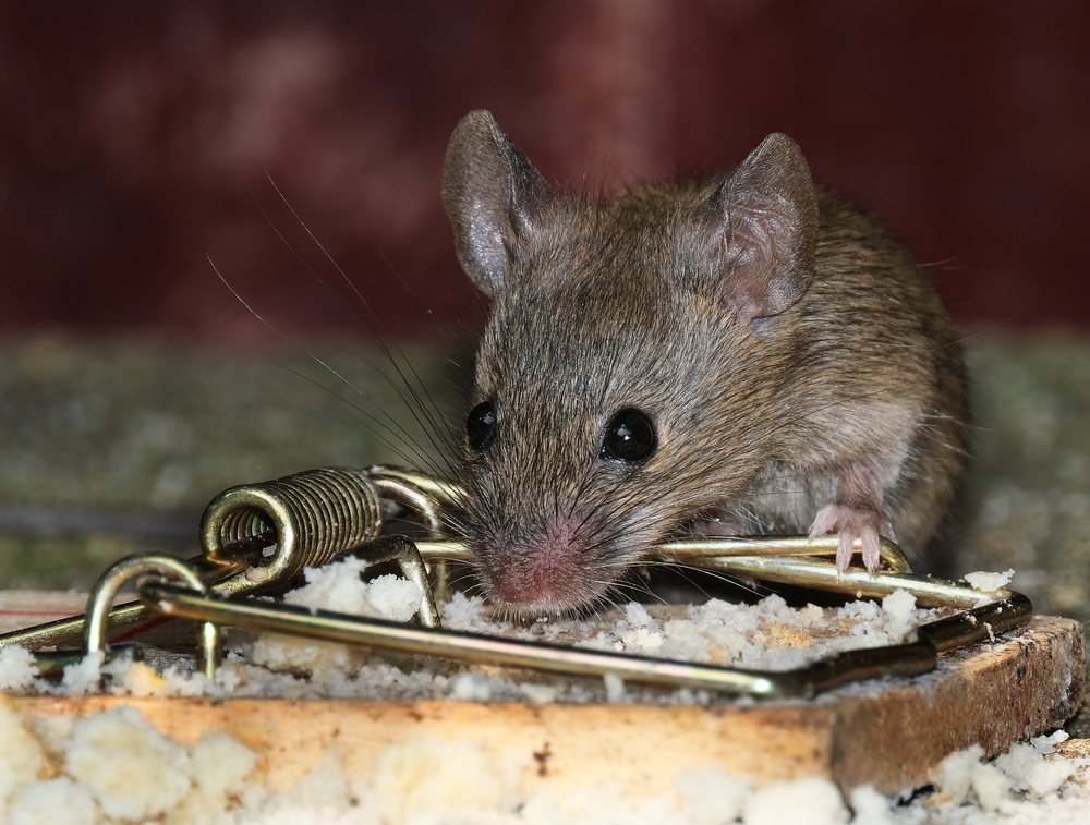Mouse-eating-from-the-trap-Netherlands