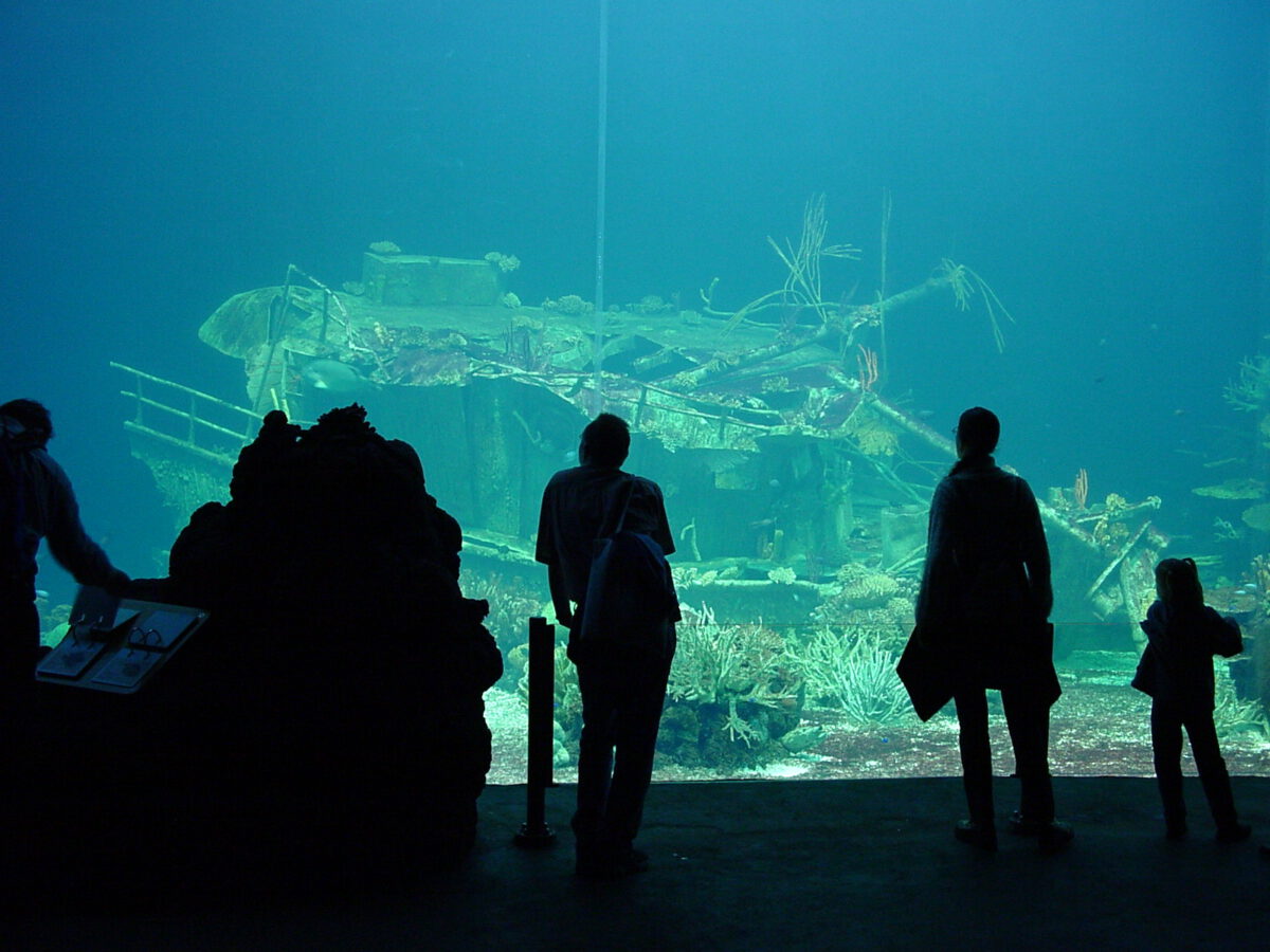 photo-of-visitors-at-burgers-zoo-arnhem-netherlands-looking-in-aquarium