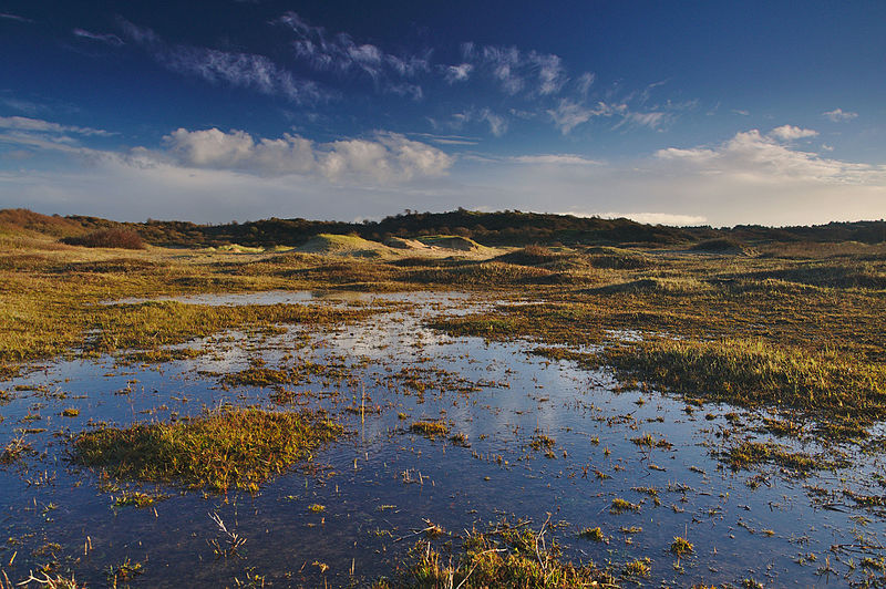 photo-of-bog-landscape-at-zuid-kennermerduinen-national-park-netherlands