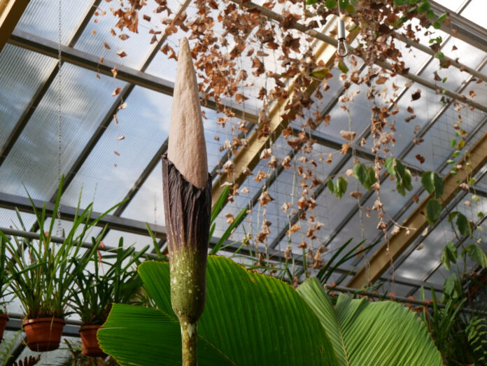 penis-plant-flowering-in-leiden