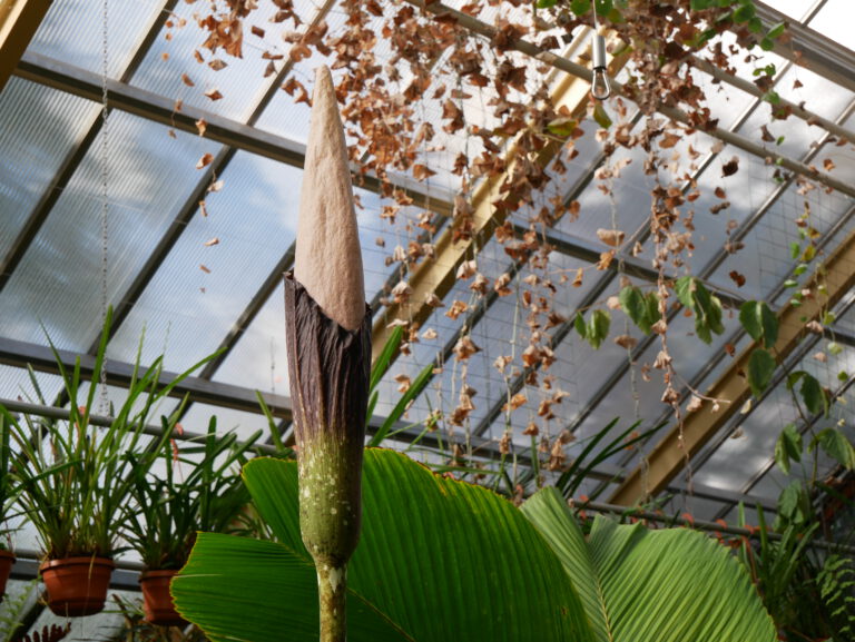 Penis plant comes to bloom for first time in 24 years — smells like ‘rotting flesh’