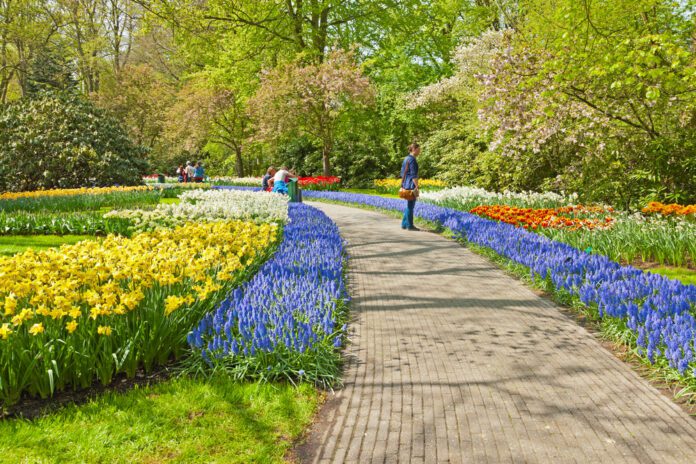 People-walking-around-tulip-fields-in-Netherlands