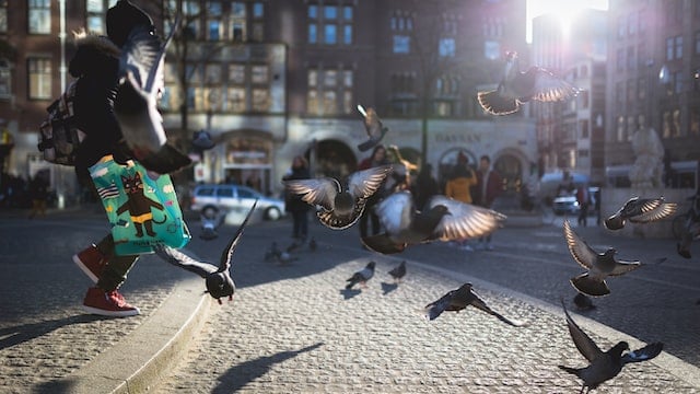 pigeons flying in amsterdam