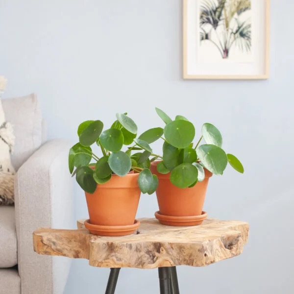 Pilea-Peperomioides-plant