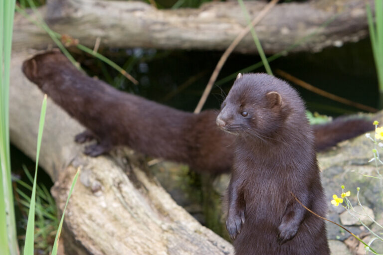 Minks have been infected with coronavirus North Brabant