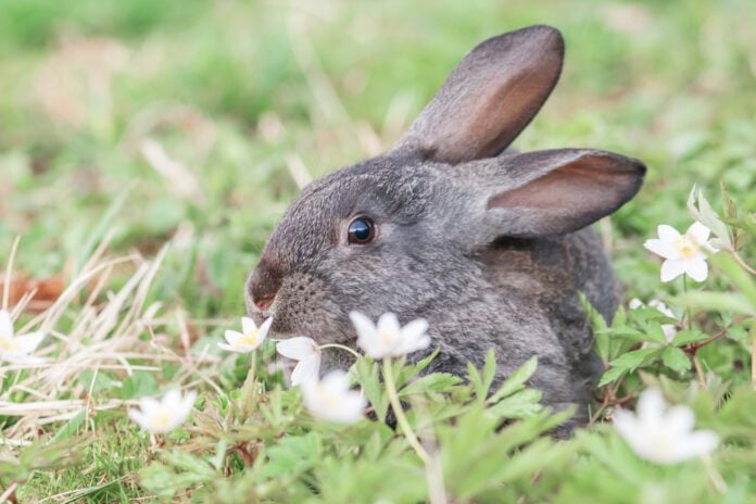 photo-of-rabbit-in-garden-with-flowers