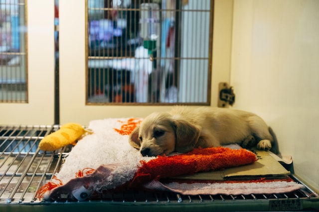 Photo-of-puppy-lying-on-blankets-in-animal-shelter-Amsterdam
