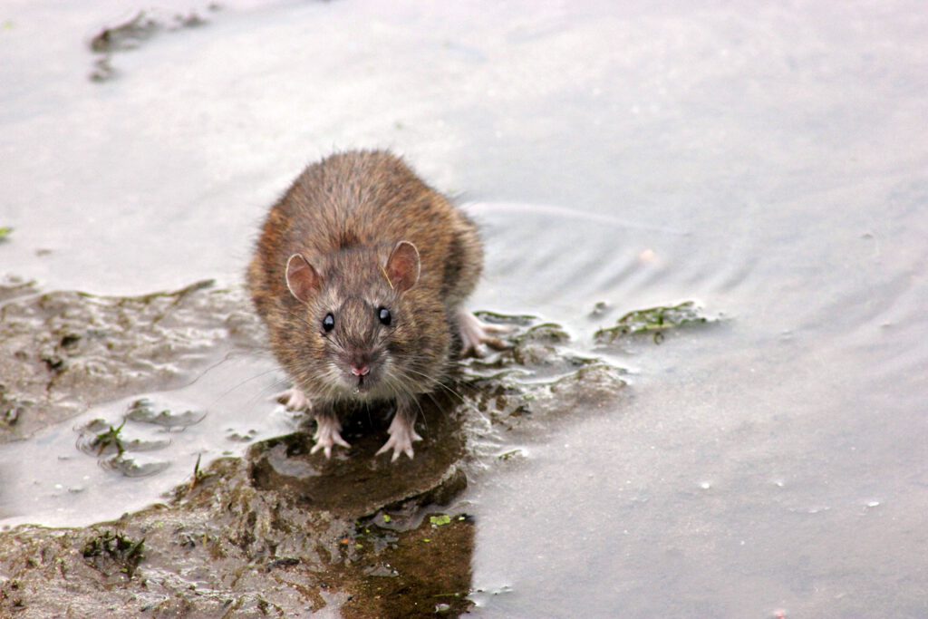 Brown-rat-sitting-in-puddle-on-street-looking-up-at-camera