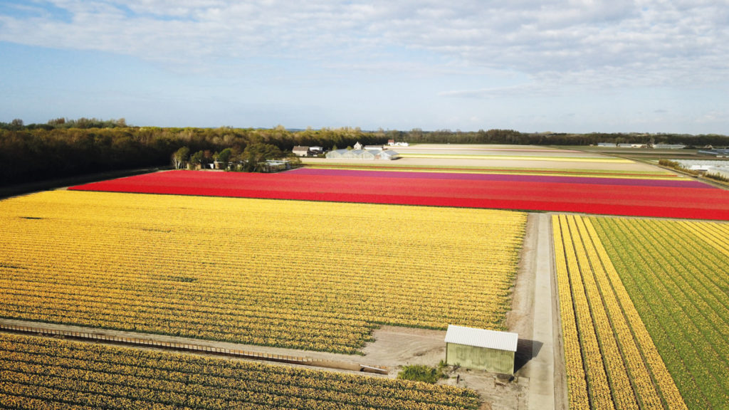 amsterdam tulip tours 2022