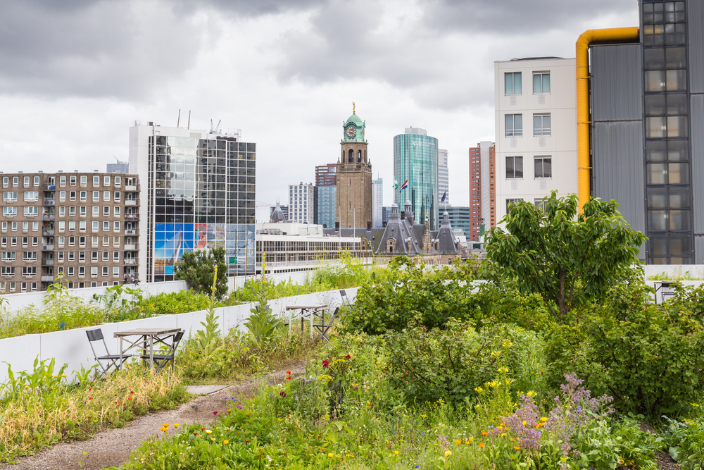 photo-of-Rotterdam-biggest-open-air-green-roof-in-the-Netherlands