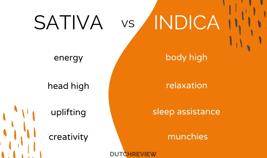 inforgraphic-showing-difference-between-weed-strains-indica-and-sativa