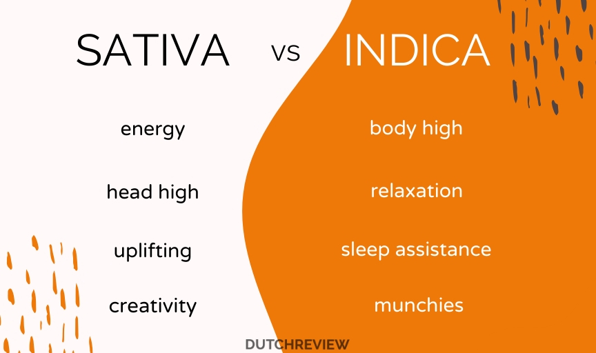 INFOGRAPHICS-SHOWING-DIFFERENCE-BETWEEN-SATIVA-AND-INDICA-IN-AMSTERDAM