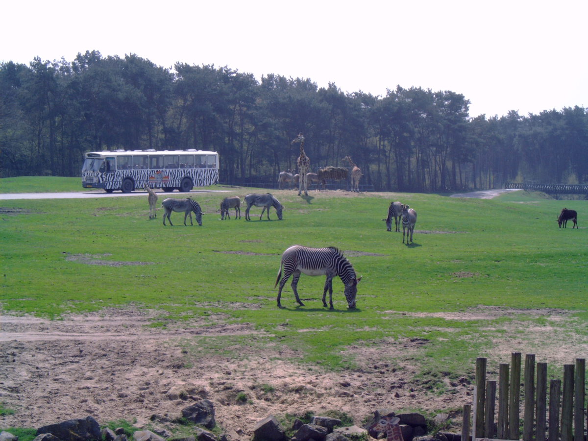 zoo safari olanda