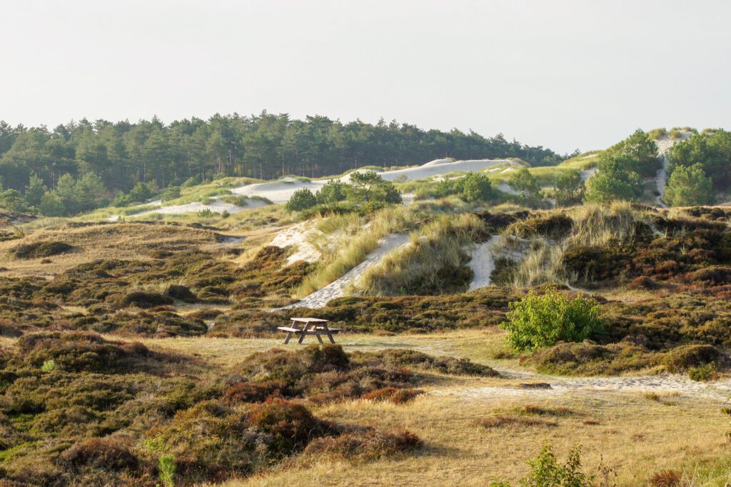Picture-of-Schoorl-Dunes-with-picnic-table-and-greenery-in-the-background