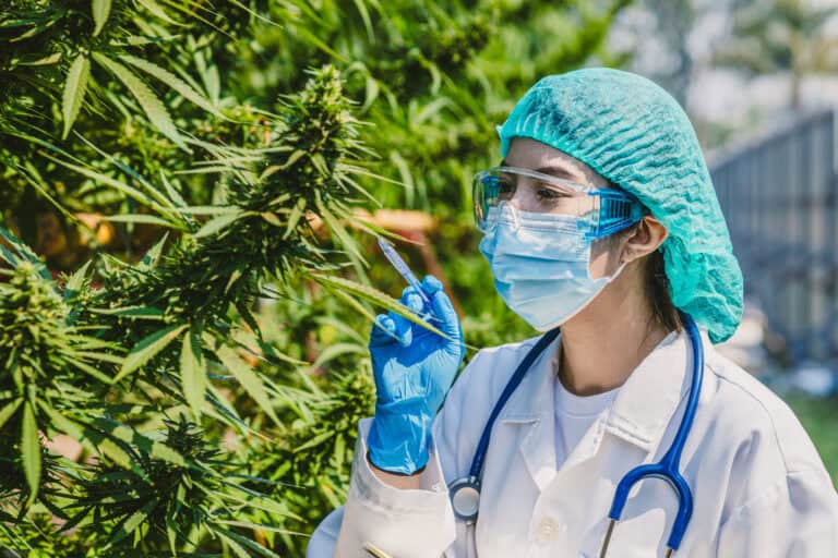 Legal cannabis is now available in these ten Dutch cities (but there’s a catch)