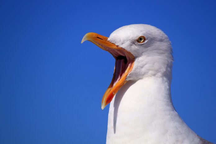 Seagull-with-beak-stretched-open-to-screech
