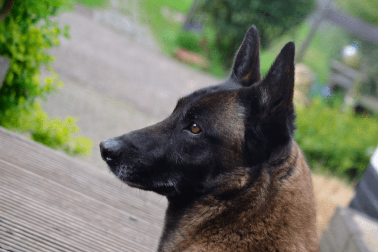 Dutch-trained doggo defeats ISIS leader Al-Baghdadi