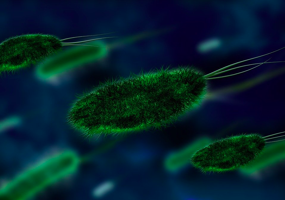 photo-of-microbes-antibiotics-in-the-netherlands