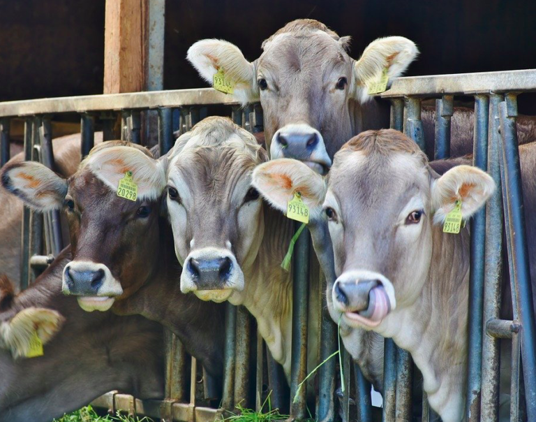 Dutch people hopeful that one day they will eat less meat (but that day is not today)
