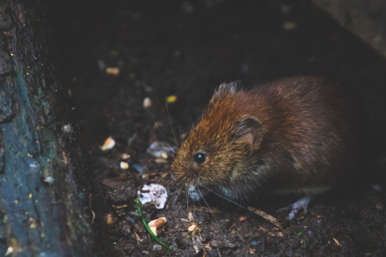 The Netherlands is failing to rat out the rats: no one knows how many there are