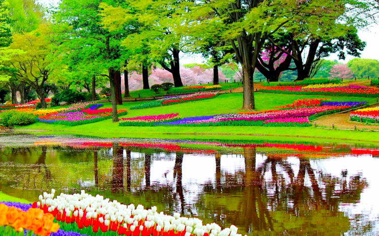 Missing the tulip fields of Keukenhof? Now you can visit from your living room