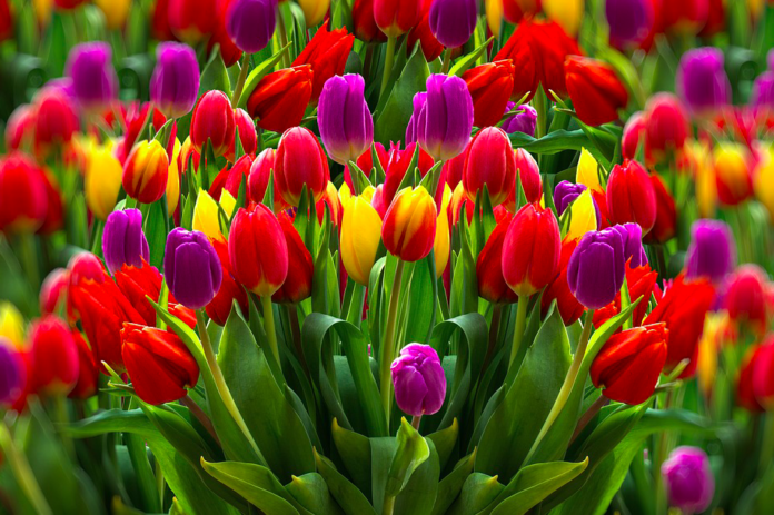 national tulip day