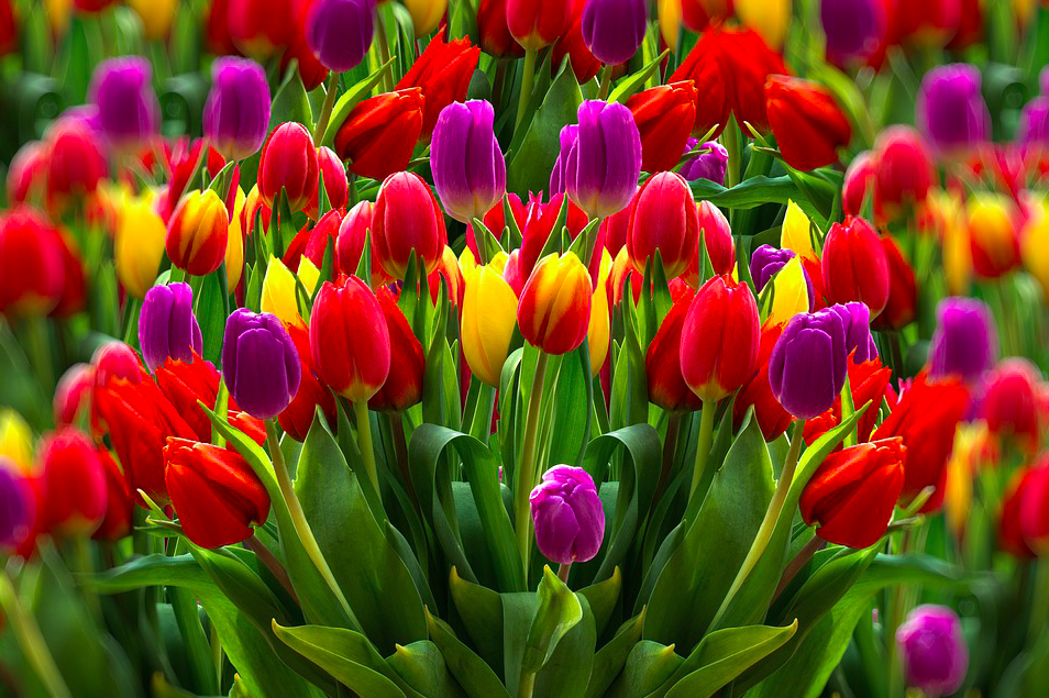 National Tulip Day in Amsterdam free flowers, free happiness DutchReview