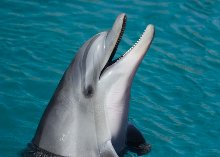 Dutch immigration control fails as French dolphin invades Amsterdam harbour