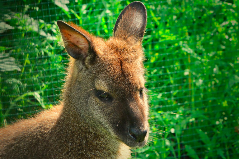 Dutch police forced to spend last fortnight chasing down escaped wallabies (yes, this is real)