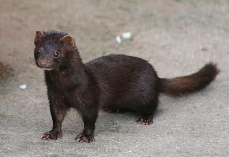 First Dutch animal to human coronavirus transmission may have taken place at mink farm