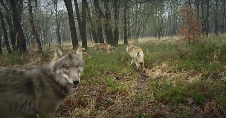 Rare footage of Veluwe wolfpack captured by wildlife cam (video inside!)