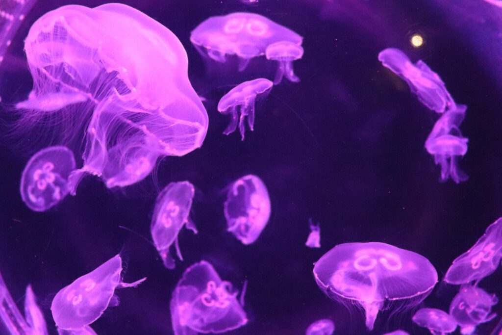 Jellyfish-sea-creatures-for-children-to-see-at-SEALIFE-Scheveningen-The-Hague