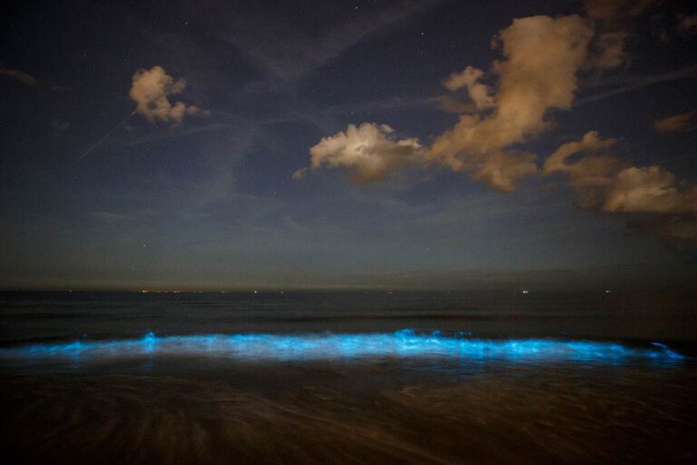 Sea sparkle lights up beaches of South Holland