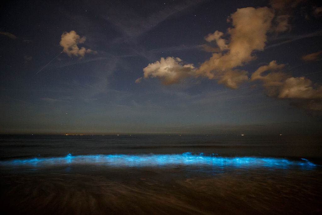 Sea Sparkle Lights Up Beaches Of South Holland Dutchreview
