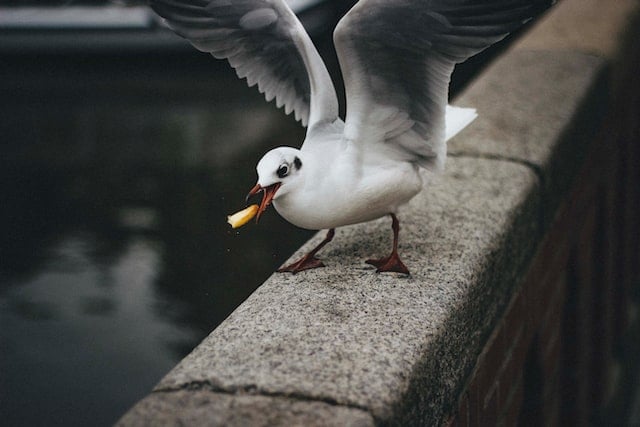 seagull-eating-by-canal-amsterdam