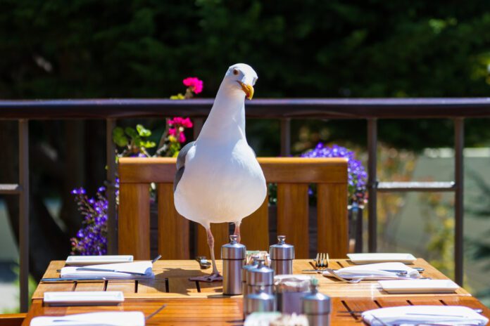 Seagull-sitting-on-restaurant-table-in-Dutch-city
