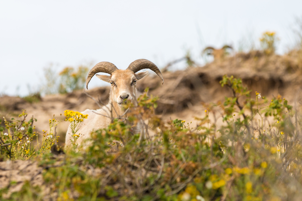 Free-range-sheep-grazing-in-dunes-of-den-haag