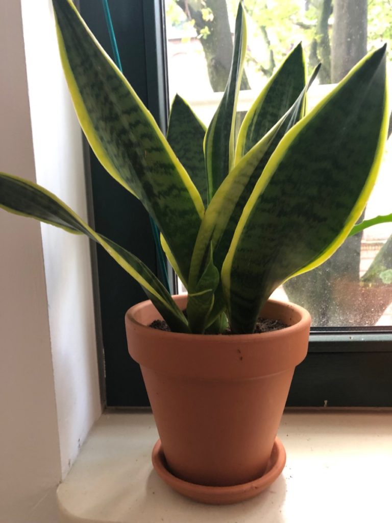 House Plants in the Netherlands: Snake Plant in a pot on a windowsill