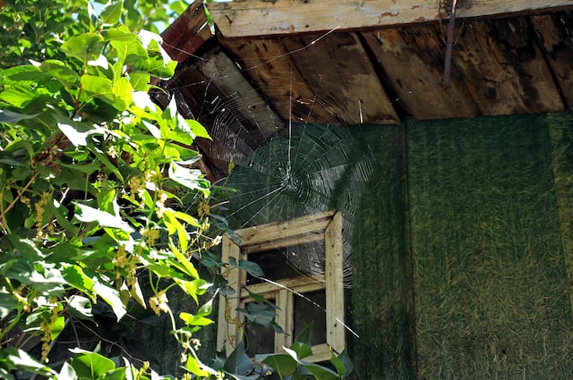 spider-web-outside-house