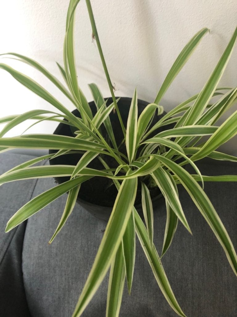 House plants in the Netherlands: a spider plant