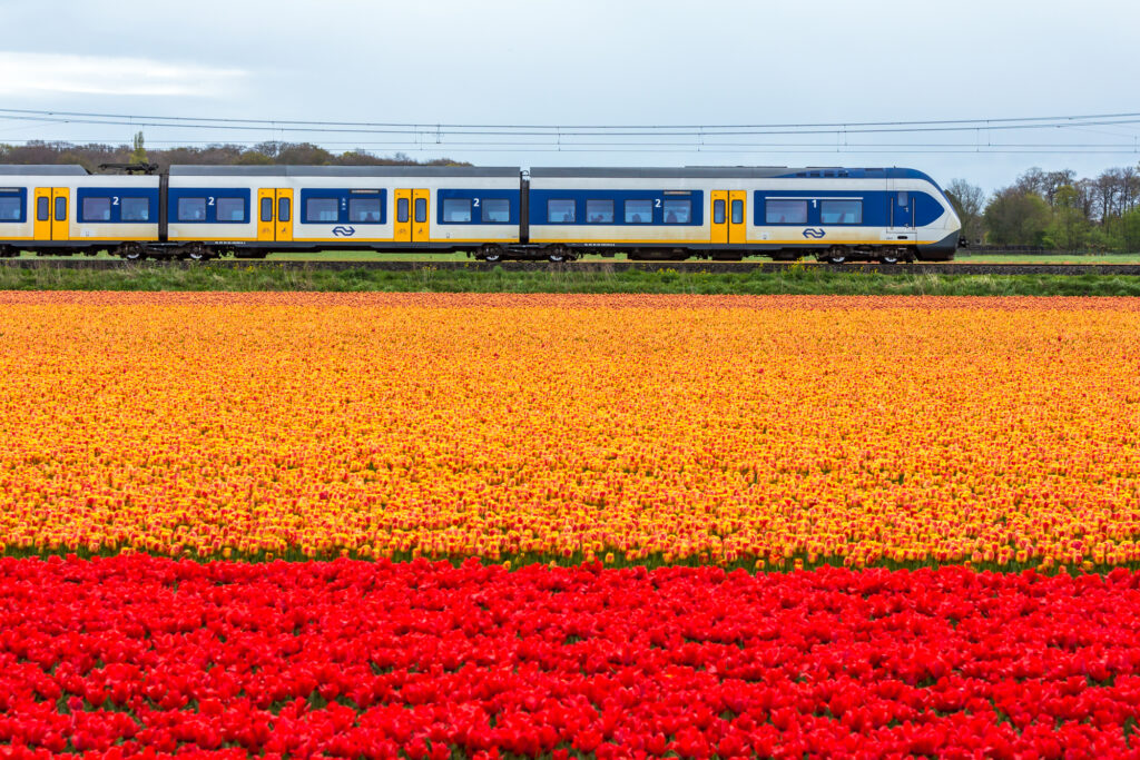 Sprinter-train-in-the-netherlands-in-the-middle-of-a-bright-tulip-field