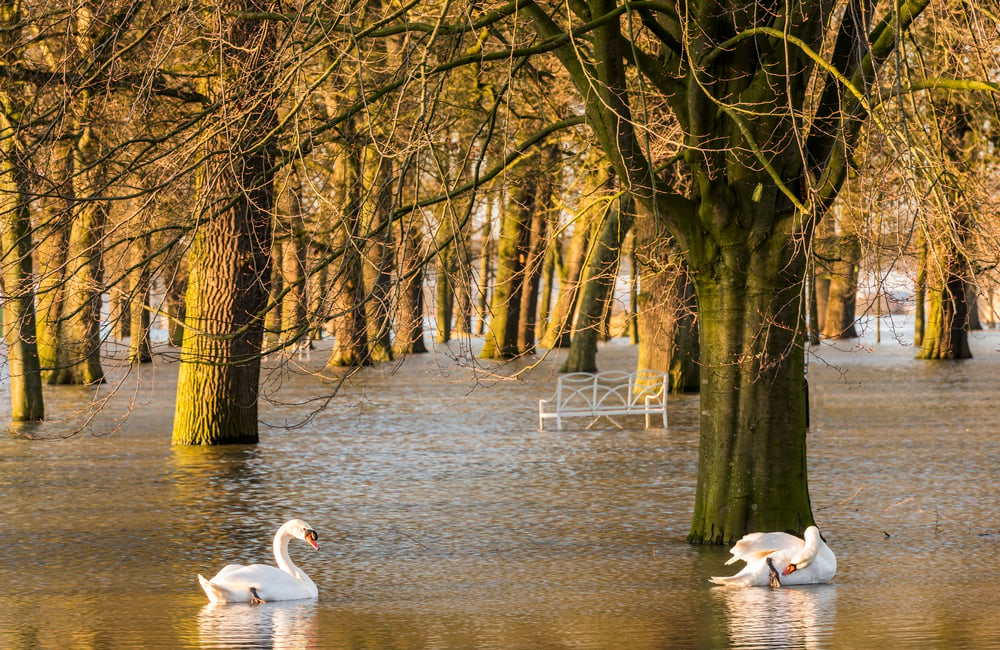 swans-swimming-through-flood-in-ijssel