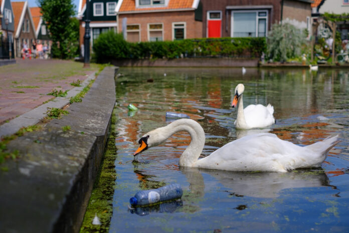 Swans-in-canal-in-netherlands-with-plastic-bottles-around-them