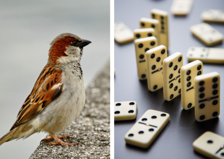 The Domino Day Sparrow might be the most ridiculous thing to ever happen in the Netherlands